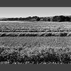 black and white photo of harvested wheatfields near Waresley