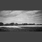 black and white photo of wheatfield beside Waresley and Gransden Wood