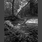 black and white photo of Dried up Dean Brook in Gransden and Waresley Woods