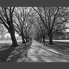 black and white photo of avenue of London plane trees across Jesus Green