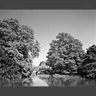 black and white photo of horse chestnut trees at Godmanchester
