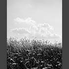 black and white photo of the Summit of Crow Hill at Cambourne