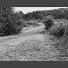 black and white photo of Browne's Piece beside Waresley Wood