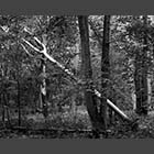 black and white photo of a leaning dead tree in Gransden Wood